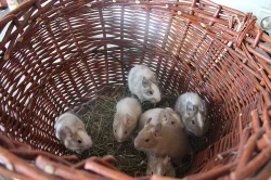 Osmák degu-sand/white