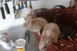 Osmák degu-sand/white