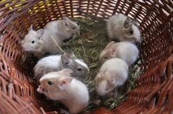 Osmák degu-sand/white