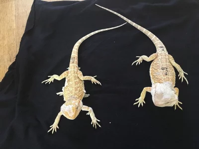 Agama vousatá Citrus a Orange