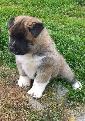 Egossi polévka Japonská Akita Inu pro stud