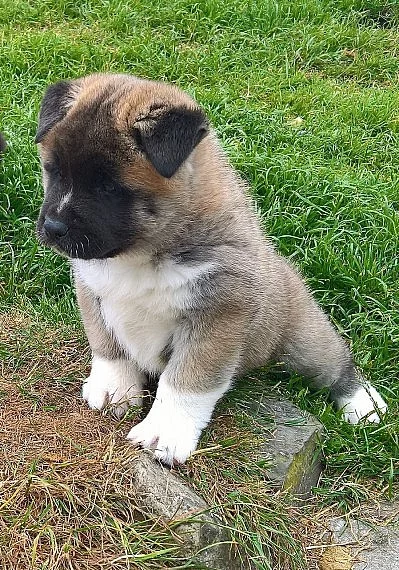 Egossi polévka Japonská Akita Inu pro stud