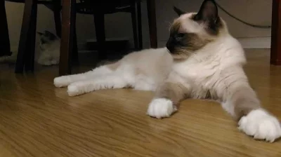 Ragdoll koťátka: kocourek Yonathan s PP.