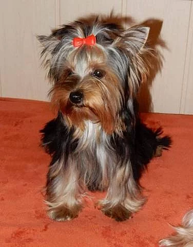 Jorkšírský terrier - fenka s PP