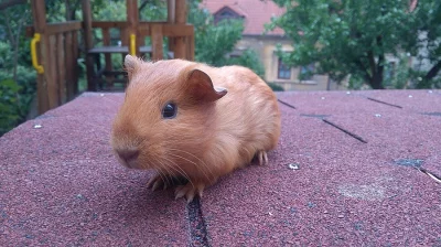 Daruji samečka a samičku tříměsíčního morčete