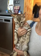 Bengalský kocour