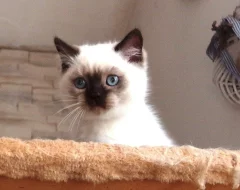 Britská koťátka colorpoint s PP