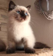 Britská koťátka colorpoint s PP