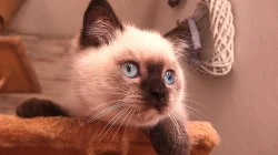 Britská koťátka colorpoint s PP