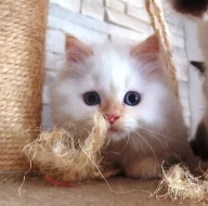 Britská koťátka colorpoint s PP