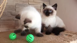 Britská koťátka colorpoint s PP