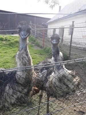 Prodám Emu pštrosa samce a samičku