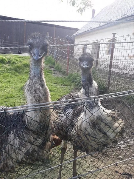 Prodám Emu pštrosa samce a samičku