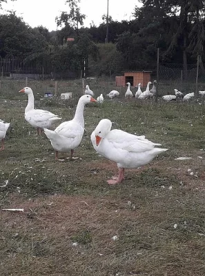 Husa domácí