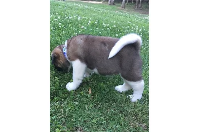 čisté štěně Akita Inu.