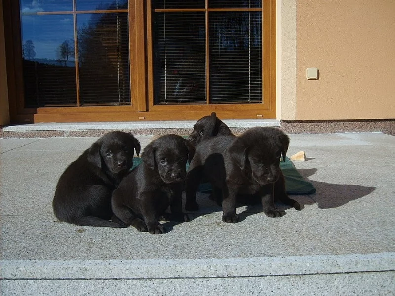 Labrador Retriever
