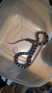 Užovka červená - elaphe guttata – mláďata