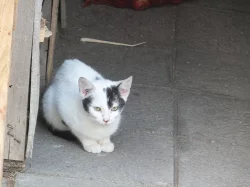 Daruji koťata