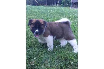 čisté štěně Akita Inu.