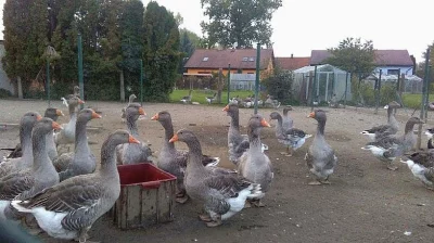 landeské husy