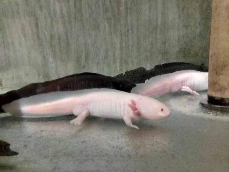 Axolotl -akvarijní mlok