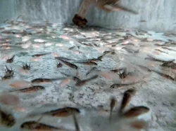 Axolotl -akvarijní mlok