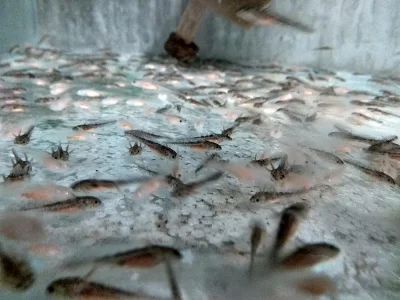 Axolotl -akvarijní mlok