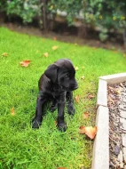 Labrador