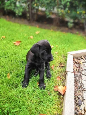 Labrador