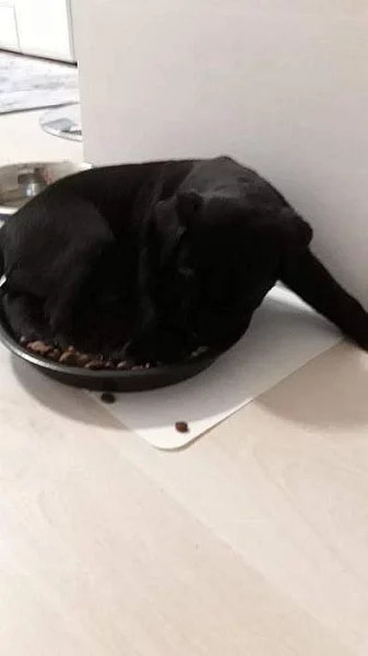 Labrador