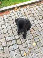 Labrador
