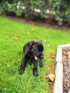Labrador