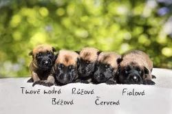 Štěňátka malinois s PP