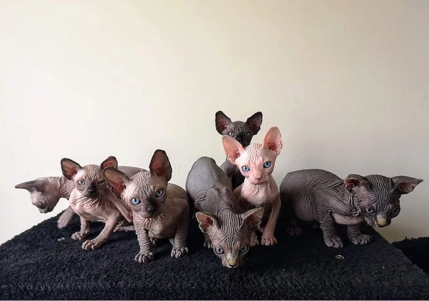 Sphynx - koťátka s PP
