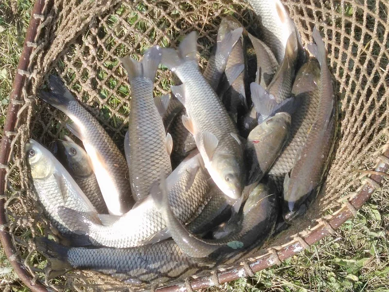 Dvouletý AMUR
