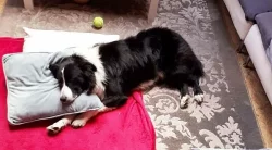 Ztracený pes:černobílá border collie