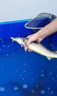 Okrasné ryby do jezirek
