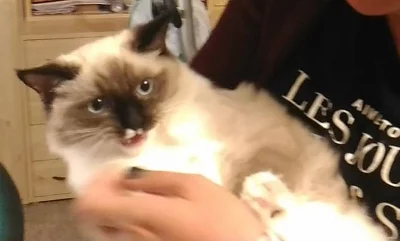 Ragdoll koťátka: kocourek Yonathan s rodokmenem.