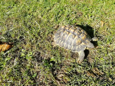 TESTUDO HERMANNI HERMANNI