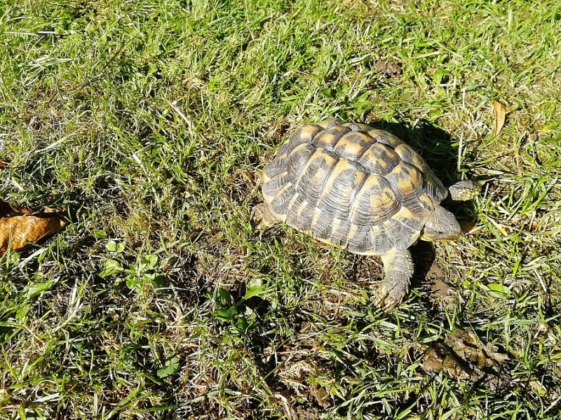 TESTUDO HERMANNI HERMANNI