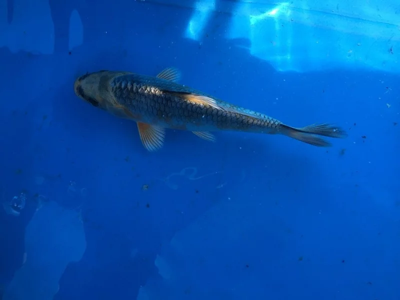 Nádherní koi 10-20cm