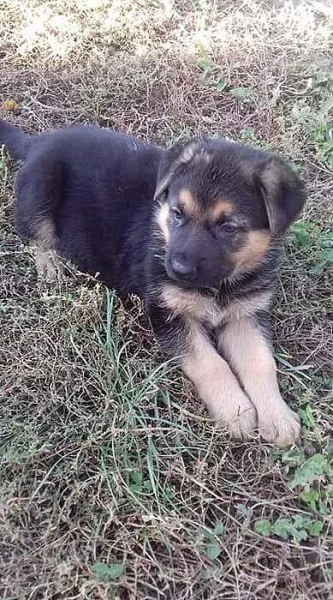 Štěňátka