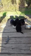 Štěňátka