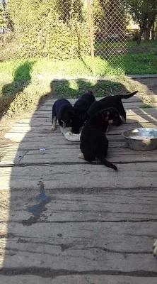 Štěňátka