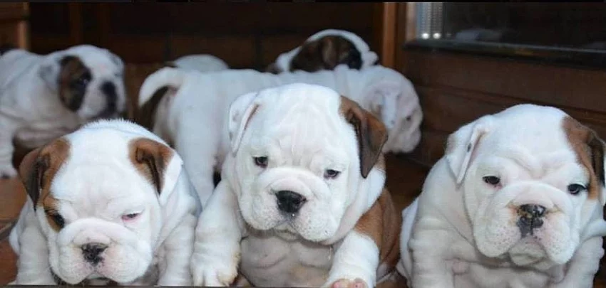 Anglický Bulldog šteniatka - LaChata / Gošin´s Bulldogs