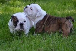 Anglický Bulldog šteniatka - LaChata / Gošin´s Bulldogs