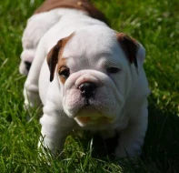 Anglický Bulldog šteniatka - LaChata / Gošin´s Bulldogs