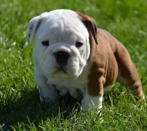 Anglický Bulldog šteniatka - LaChata / Gošin´s Bulldogs