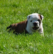 Anglický Bulldog šteniatka - LaChata / Gošin´s Bulldogs