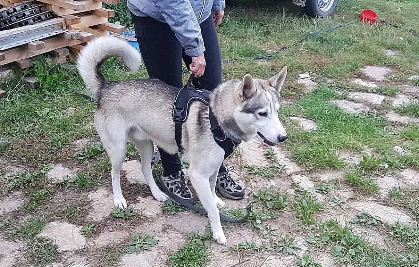Aktivní pozitivní husky hledá domov !! Akutní !